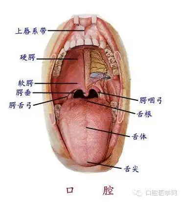 牙医必收史上最全的口腔解剖图
