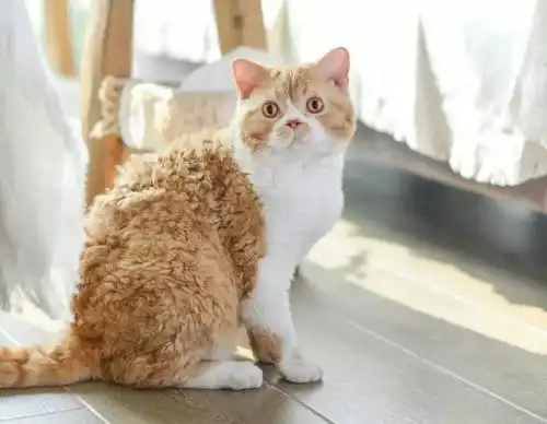 这是一只什么小东西狗中泰迪猫猫中泰迪狗
