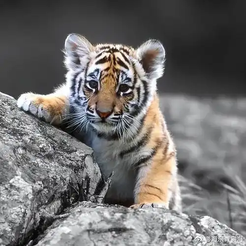 虎虎虎一步错,步步错,8月5日前后家里有点事了
