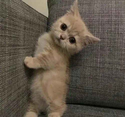 温柔的猫咪,究竟可以多萌
