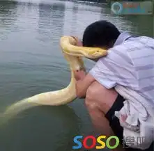 大雨过后碉堡了屌丝出来溜蛇啦,太吓人啦
