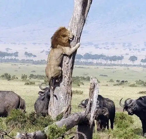 为什么食草动物的眼睛在两边,食肉动物的眼睛在前面
