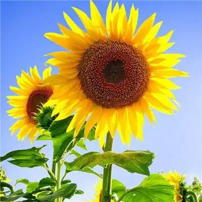 微信头像花草树木风景招财微信头像图片大全