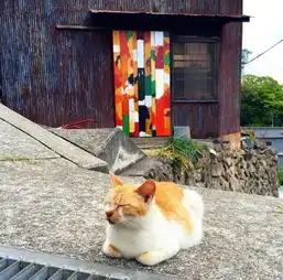 猫奴的天堂日本非著名猫岛大盘点第一弹男木岛
