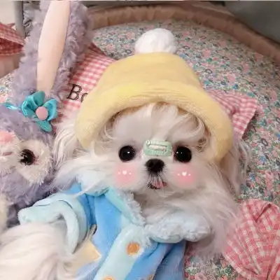 可爱猫咪狗子头像愿你保持可爱与微信头像我要个性网
