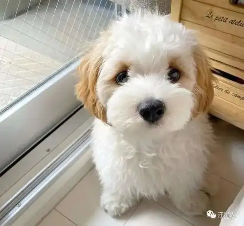 这是玩具狗还是真狗傻傻分不清
