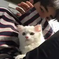 头像男猫头像男猫咪图片潮流
