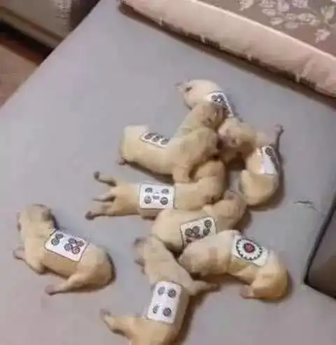 狗妈妈生了九只小奶狗,主人的区分方法太特别,视觉效果满分
