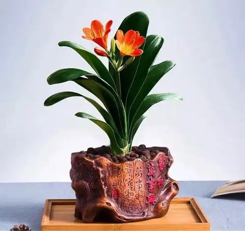 多数爱花人养过的那些花
