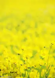 鲜花夺目1479鲜花夺目图植物风景图风景全集图库
