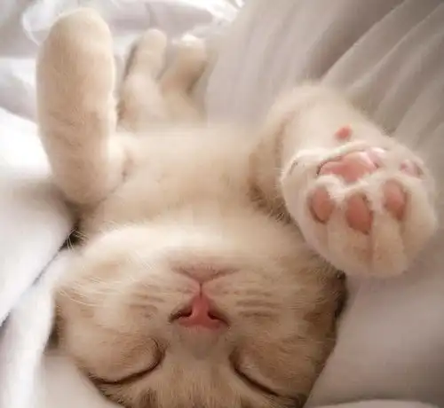 一组超萌的猫咪图片,最后一张耳朵真是太大了
