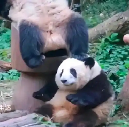 熊猫花花怎么画可爱呆萌又逼真今日头条
