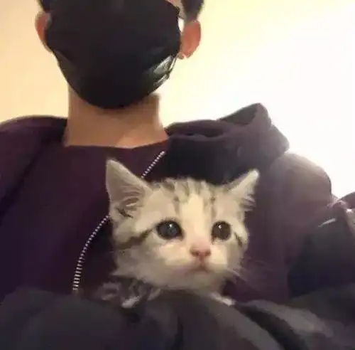 猫你们馋了半辈子的男人,被我吸了

