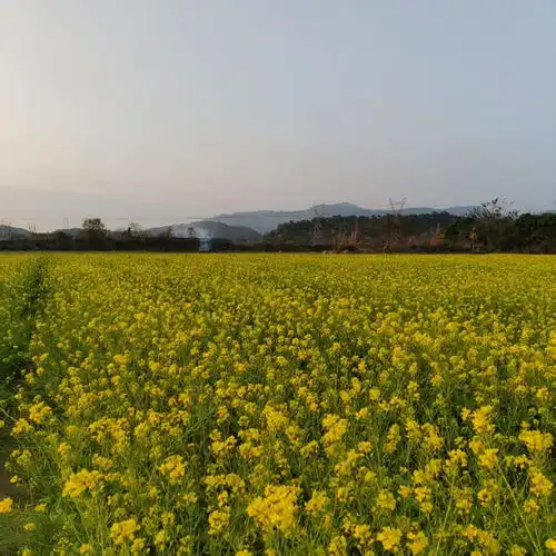 仁东大路李屋村的油菜花
