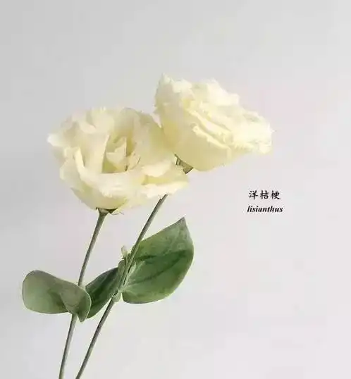 想插花先把花材认识好啦花店插花最长用的130种植物
