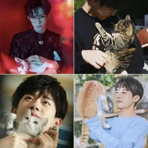 易烊千玺胡歌都爱猫,娱乐圈男明星的爱宠都是什么呢
