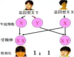 下列对于遗传的叙述正确的是a.果蝇神经细胞有4对染色体.其精子也有4对染色体b.人类的卵细胞中有23个基因.受精卵中有46个基因c.只有生殖细胞才具有性染色体d.正常男人的
