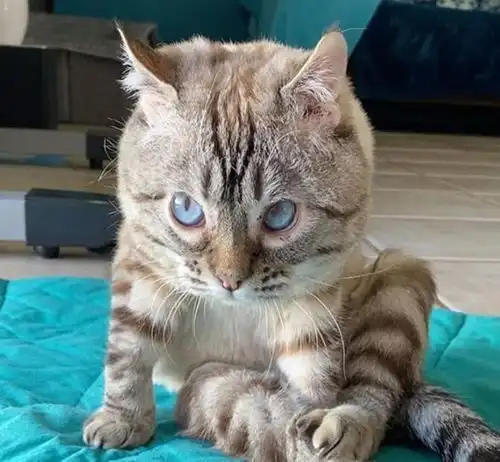 小猫行走不便被母猫抛弃,却遇暖心小男孩,不听妈妈的话非要帮
