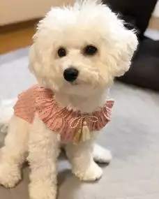 日本一群超会穿搭的狗子走红网络,精致到网友开始面壁思过
