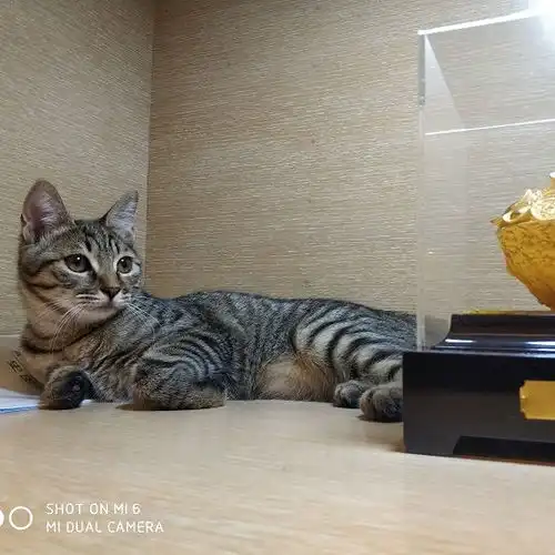 上海有爱伐
