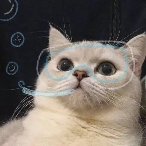 酷酷的猫咪头像来喽
