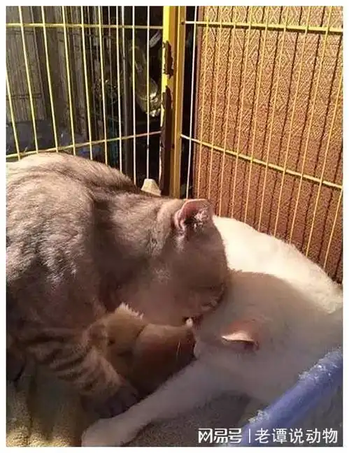 母猫生产用尽力气,公猫化身宠妻狂魔,各位男同胞多学习一下
