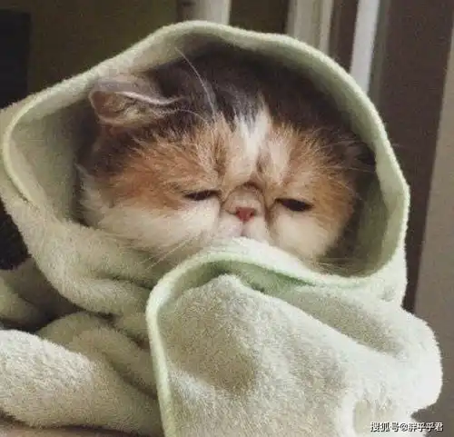 超可爱小猫头像