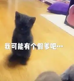 千万别让猫爸带孩子否则,哈哈哈哈哈哈
