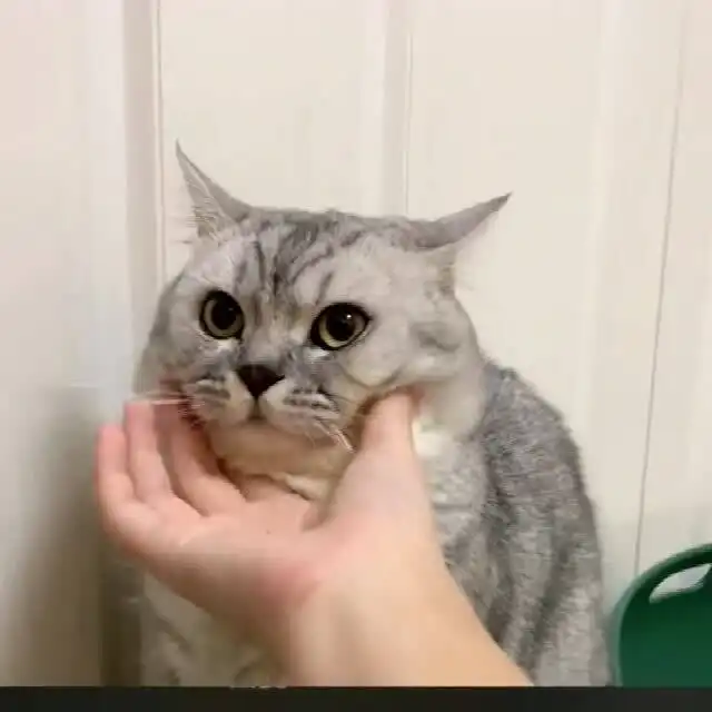 家里的猫总爱偷看,网友都说它是男生变得,吓得我抱紧自己