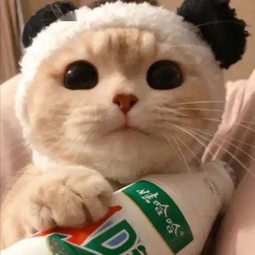 可爱猫咪头像躲在云层里的星星都在发光你也要加油啊
