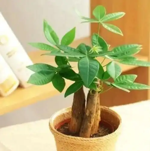 小居室就养这10种植物,好看又有趣
