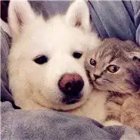 狗和猫的情侣头像图片动物情侣头像猫狗一对
