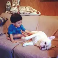 萌宝宝与斗牛犬
