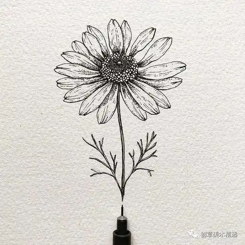 植物线描细腻丰富的针管笔植物作品小辑

