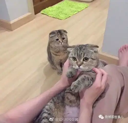 呵,男人呵,图里哪有奶人