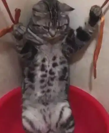 猫咪洗澡就像被上刑,满脸恐惧盯着主人看铲屎的,快点放开朕

