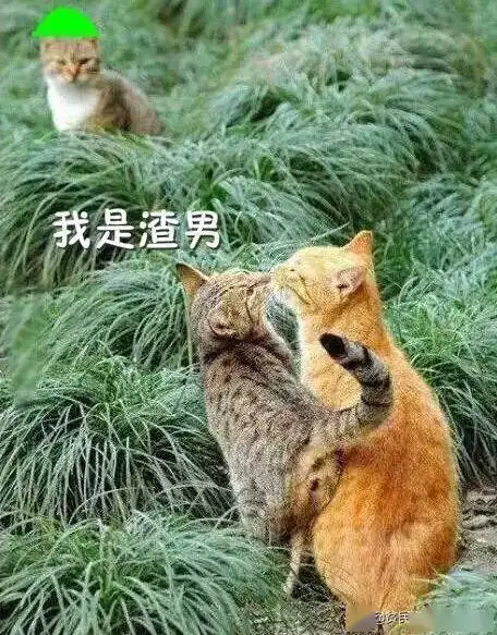 躲得过渣男,却没能躲过渣猫,猫咪别问了,爱过