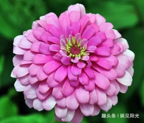 一脸旺夫相,越老越旺,财运特别旺的几大生肖女,有你吗
