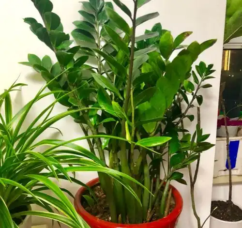 4种吉利花,养在客厅最合适,漂亮大气,吉利又顺当
