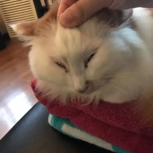 养猫的人为何如此优秀
