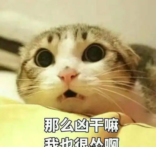 猫小偷也分类型快来看看你家主子属于哪类
