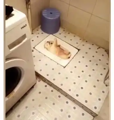 主人找不到小奶狗,打开厕所灯一看顿时傻眼了,这狗还能要吗
