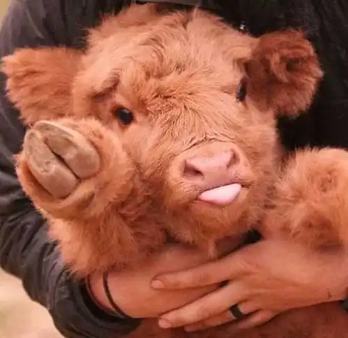 小牛犊痢疾腹泻原因是什么该如何治疗
