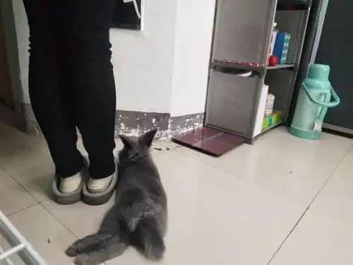 除了猫和狗你还养什么宠物
