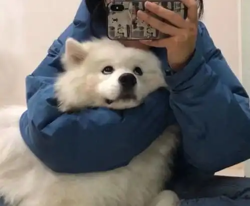 悄悄告诉你,女孩子爱养大狗的原因
