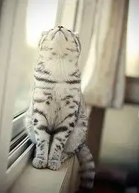 哪位亲,告诉我一下,这只猫是什么品种
