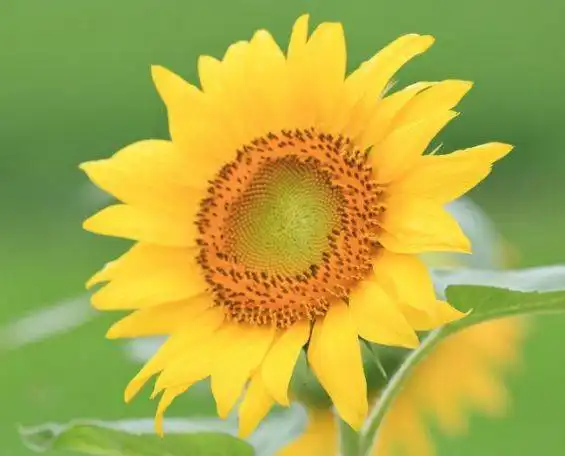 这3生肖女不仅对家庭有责任心,还特别体贴老公,典型的旺夫
