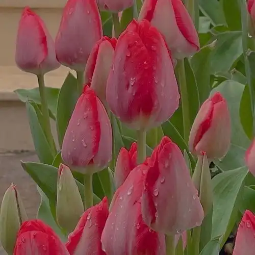 鲜花背景图浪漫永不过时,总有人手捧鲜花为你而来
