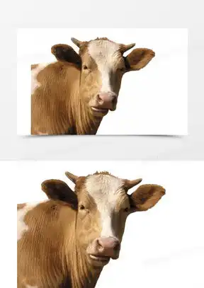 大黄牛图片大全大图霸气头像
