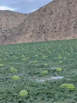 在甘肃的西部山区一些无法使用收割机的山坡地块农民们仍然采用传统的手工收割方式他们戴着草帽手持镰刀正忙着收割成熟的小麦小麦农民种地不易又是一年收麦季
